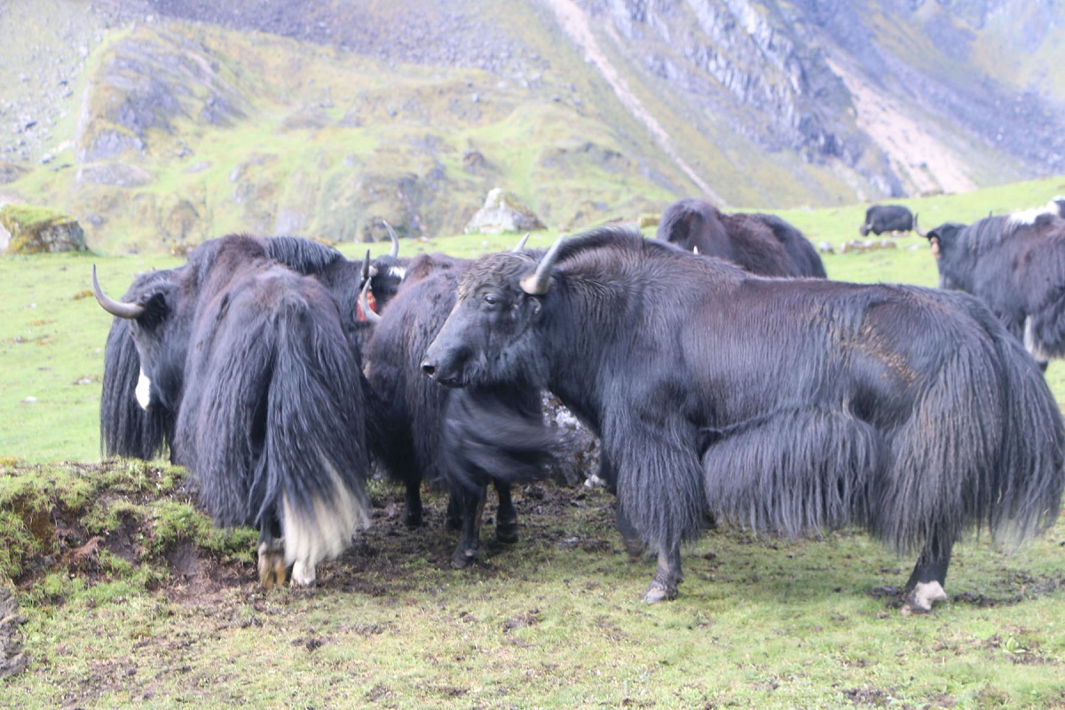 yak chauri taplejung1690626879.jpg